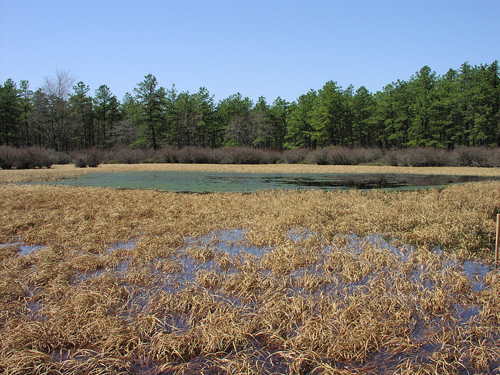 natural Pinelands pond